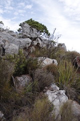 Thesium spicatum