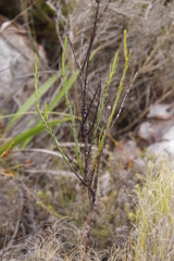 Thesium spicatum