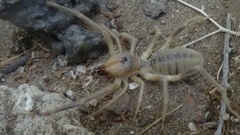 Solpugidae