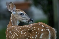 White-Tailed Deer photo 4