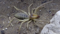 Solpugidae