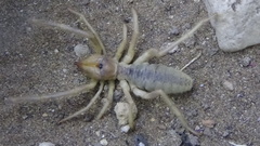 Solpugidae