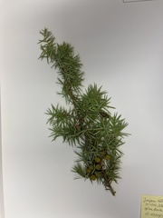 Juniperus deltoides