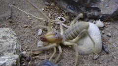 Solpugidae