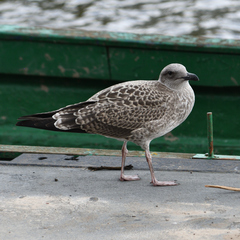 Larus fuscus