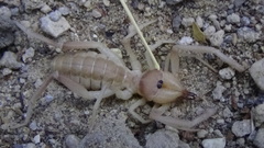 Solpugidae