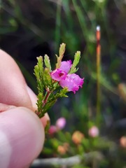 Erica gracilis