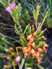 Erica gracilis