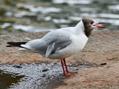 Chroicocephalus ridibundus