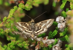 Pyrausta ostrinalis