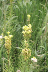 Linaria biebersteinii ruthenica
