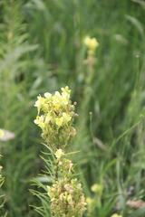 Linaria biebersteinii ruthenica