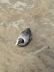 Fulica atra