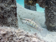 Amblygobius semicinctus