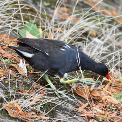 Gallinula chloropus