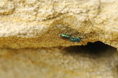 Trichrysis