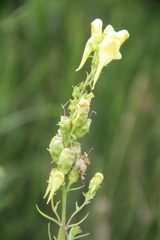 Linaria biebersteinii ruthenica