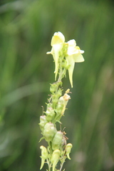 Linaria biebersteinii ruthenica