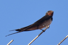 Hirundo rustica