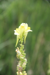 Linaria biebersteinii ruthenica