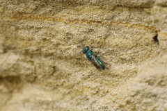 Trichrysis