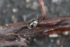 Adomerus triguttulus