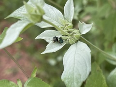 Sassacus papenhoei