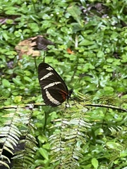 Heliconius hewitsoni