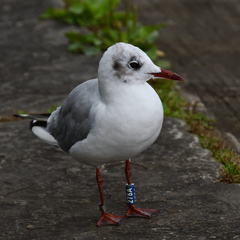 Chroicocephalus ridibundus