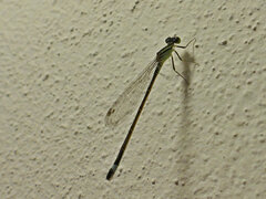 Ischnura elegans