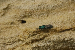 Trichrysis