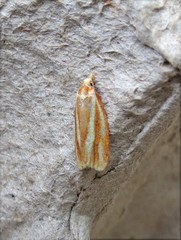 Sparganothis tristriata