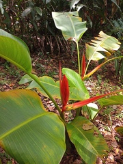 Heliconia aemygdiana