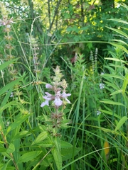 Stachys pilosa
