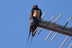 Hirundo rustica