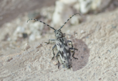 Tigrinestola tigrina