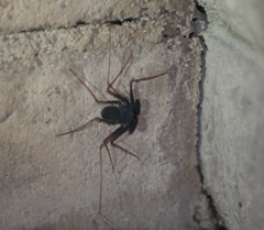 Paraphrynus carolynae