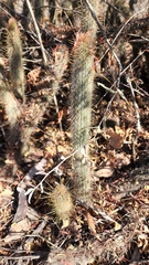Cleistocactus hyalacanthus