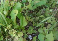 Aristolochia clematitis
