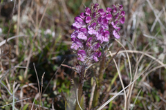 Pedicularis sudetica