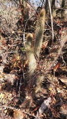 Cleistocactus hyalacanthus