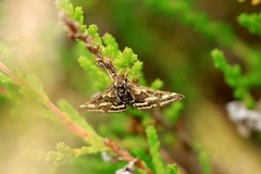 Pyrausta ostrinalis