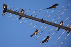 Hirundo rustica