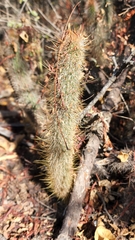 Cleistocactus hyalacanthus