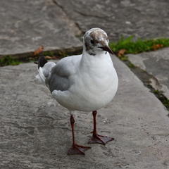 Chroicocephalus ridibundus