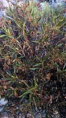 Eriodictyon trichocalyx