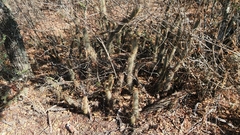 Cleistocactus hyalacanthus