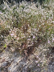 Limonium ruizii