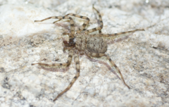 Selenops debilis