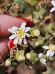 Jungia polita